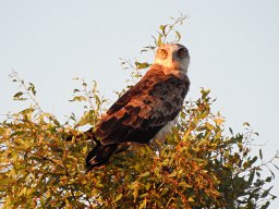 Fauna Cerro Masatrigo y entorno